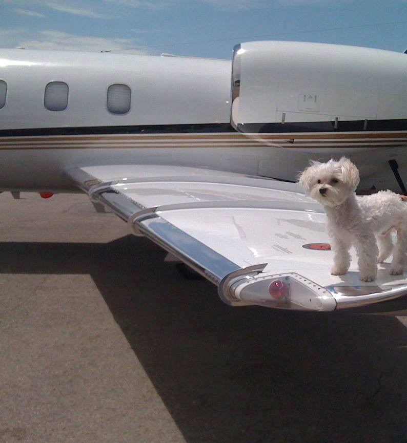 С частен полет и любимото куче