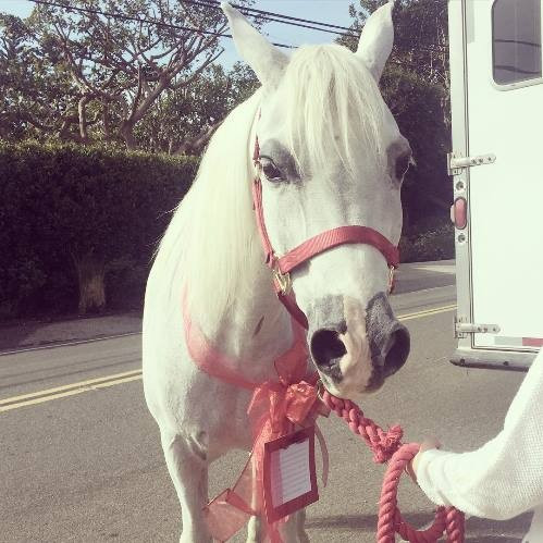 Лейди Гага получи бяло пони за коледен подарък