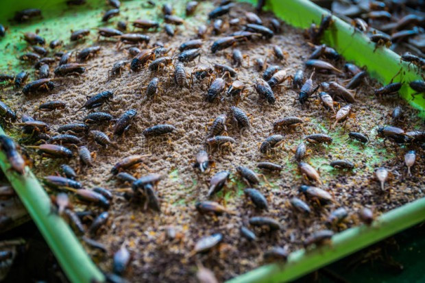 Европа ни разболява от рак с щурци и хлебарки в храната - Снимка 3